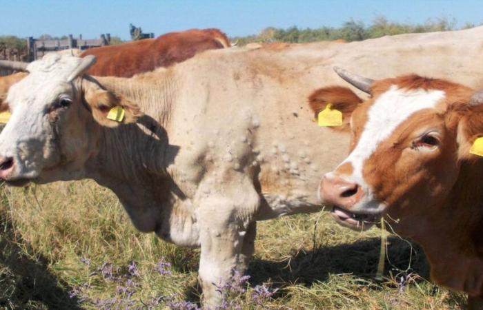 Alerta sanitaria: detectan en Túnez una enfermedad de la piel grumosa bovina