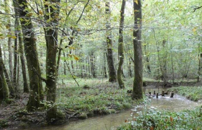 En el bosque de Chaux, en el Jura, la restauración de los cursos de agua está dando sus frutos