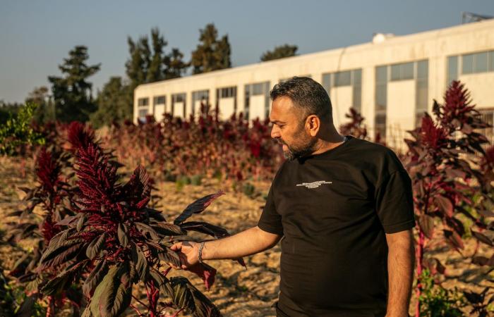 Pese al alto el fuego, los campesinos libaneses están convencidos de que Israel quiere “expulsarlos de aquí”