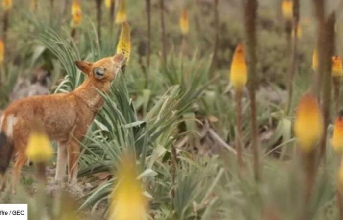 El ojo de GEO: en Etiopía, los lobos fotografiados lamiendo flores como si fueran piruletas