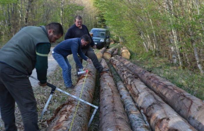 En busca del mañana | Alto Marne. Manejo forestal en “bosques irregulares”