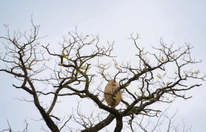 Los nidos de avispas se descubren en los árboles en otoño: ¿son peligrosos? Un experto lo dice todo