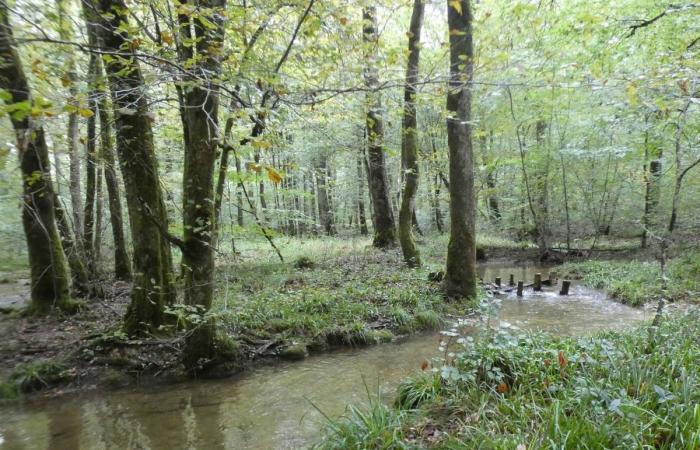 En el bosque de Chaux, la restauración de los cursos de agua está dando sus frutos.