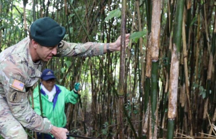 USAG Japón ayuda a una organización local a cosechar bambú para apoyar la preservación de la cultura japonesa > Comando Indo-Pacífico de EE. UU. > Ver artículo de noticias