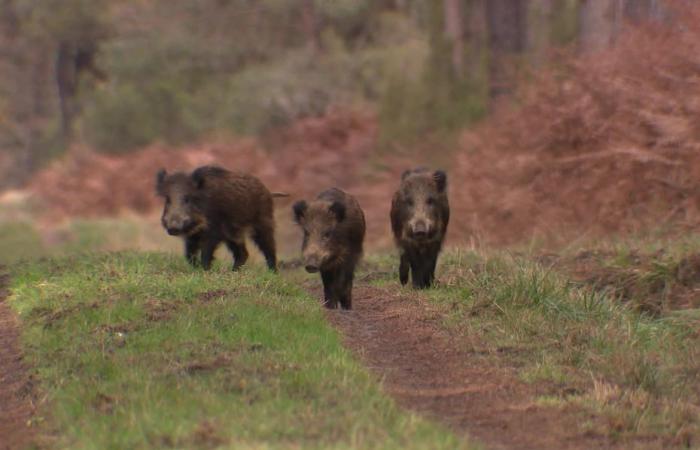 “Por cada jabalí capturado pagamos 40 euros”. Hay demasiados jabalíes en Bretaña. ¿Cómo regulan los cazadores su población?