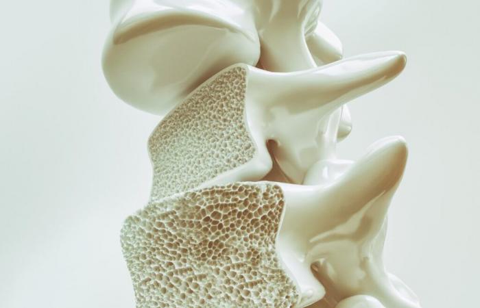 Investigadores descubren hormona capaz de tratar la osteoporosis