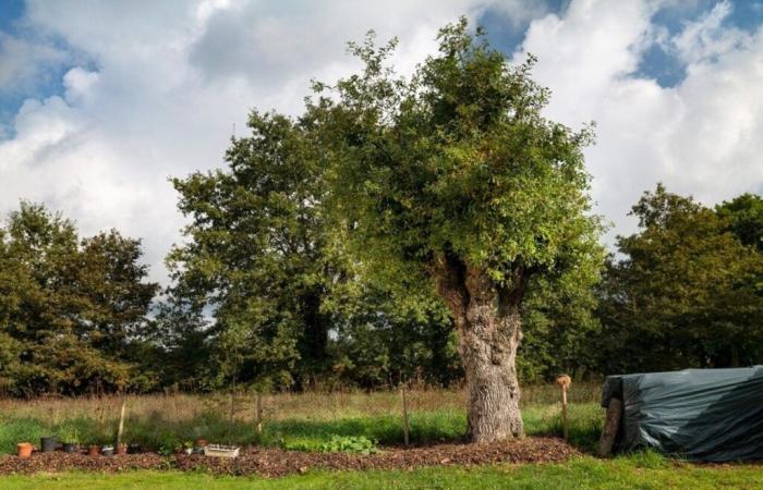 ¿Es este roble el árbol más bello de Francia?