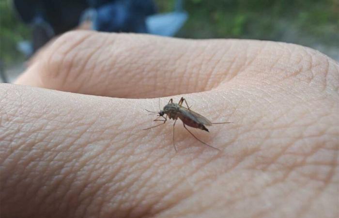 Una vacuna contra la malaria administrada (con éxito) a través de picaduras de mosquitos