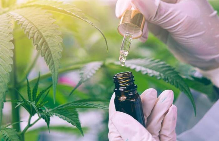 Es posible que el cannabis medicinal ya no sea accesible en 2025