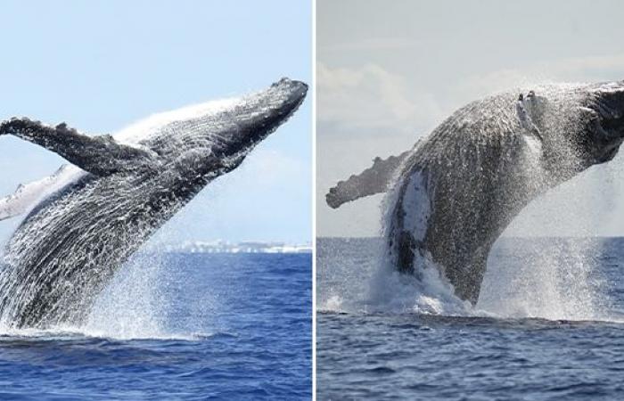 416 ballenas jorobadas observadas en Reunión en 2024: ¡una de las mejores temporadas!