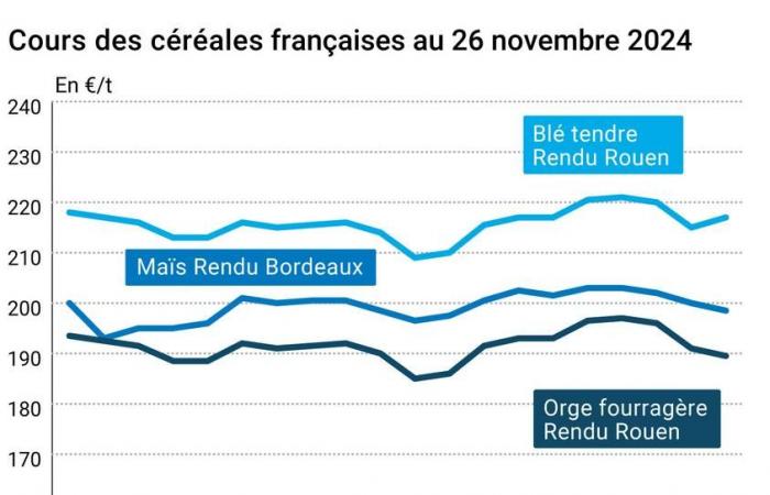 COTidienne | Cereales: los precios del trigo blando se mantienen estables o alcistas, el maíz cae en Euronext