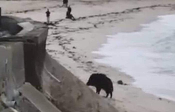 VIDEO. En Larmor-Plage, un jabalí se da un baño de mar