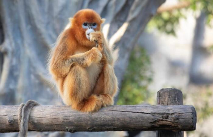 El ZooParc de Beauval acogerá una nueva especie nunca antes vista en Europa