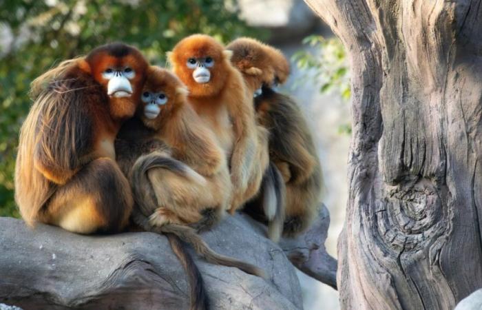 El zoológico de Beauval dará la bienvenida a tres monos dorados en 2025, por primera vez en un parque fuera de Asia