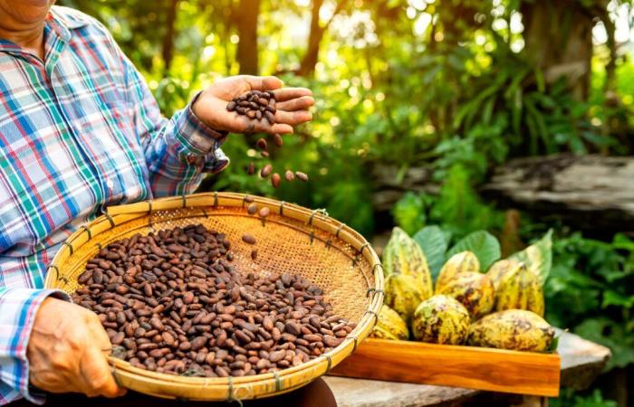 ¿Qué está haciendo subir los precios del café, el cacao y el gas natural? Todo lo que necesitas saber – Revista LSA