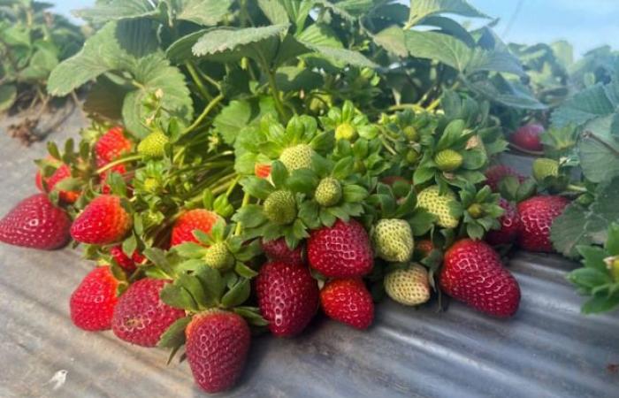 ¿Por qué se han duplicado los precios de las fresas egipcias esta temporada?