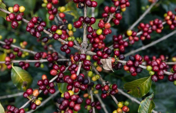 En Colombia, los precios del café alcanzan un “récord histórico”