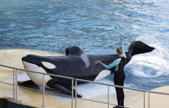 ¿Qué destino correrán las orcas Wikie y Keijo? “No podrán sobrevivir solos en la naturaleza”