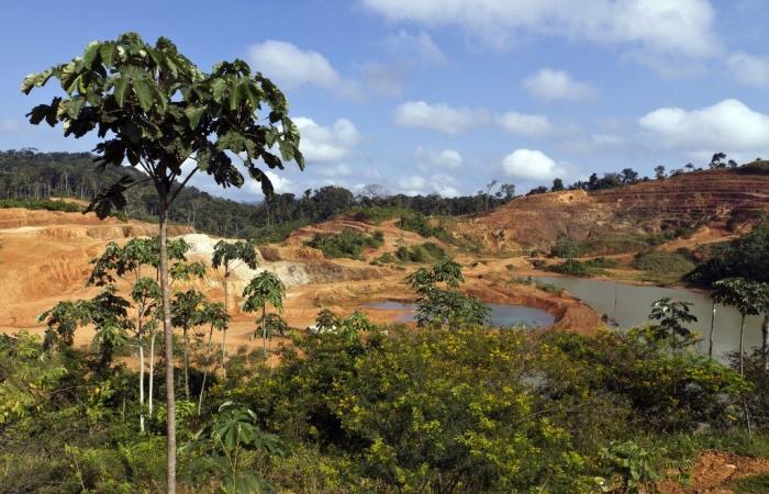 En Guyana, el proyecto “Montagne d’or” pronto quedará enterrado