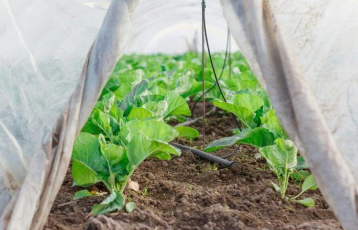 Los invernaderos de un horticultor en Vendée destruidos por la tormenta Caetano, una recaudación de fondos lanzada para ayudarlo