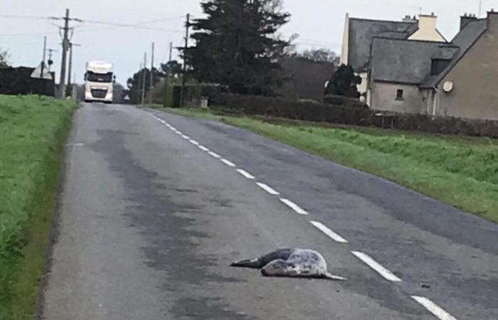 Una foca encontrada muerta en medio de una carretera en Bretaña…