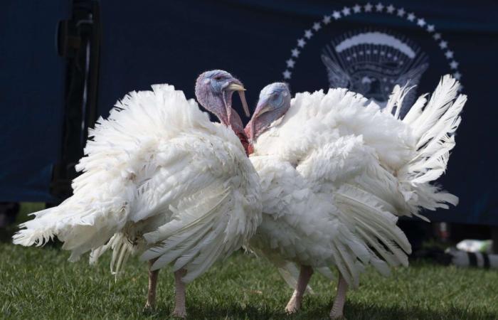 Este Día de Acción de Gracias, no ponga el pavo en salmuera en el Gran Lago Salado de Utah