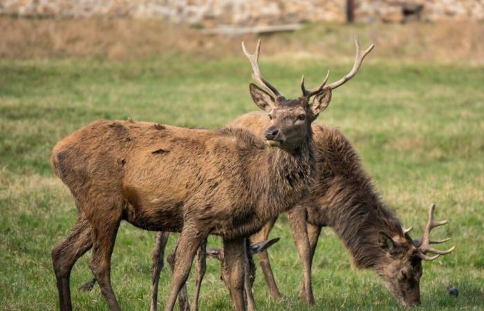 Venado con chaleco reflectante de seguridad visto cerca de una aldea en Canadá