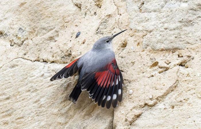 Inspirándose en un pequeño pájaro que anida en una catedral de Gironda, publica un libro para niños