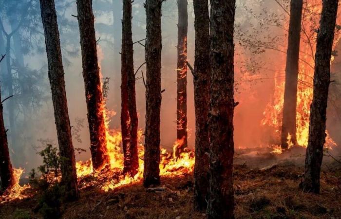 ¿Usar madera para combatir el fuego?