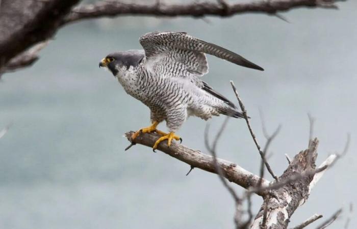 Valle de Ouche (Côte d’Or): los halcones peregrinos destruyen un proyecto de parque eólico