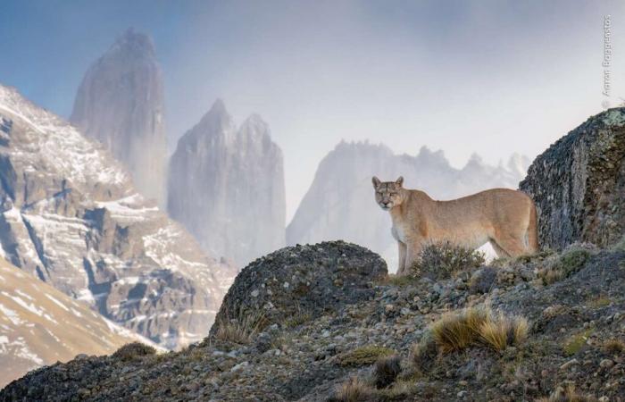 Estas 10 fotografías elegidas por el público cambiarán tu percepción del mundo salvaje