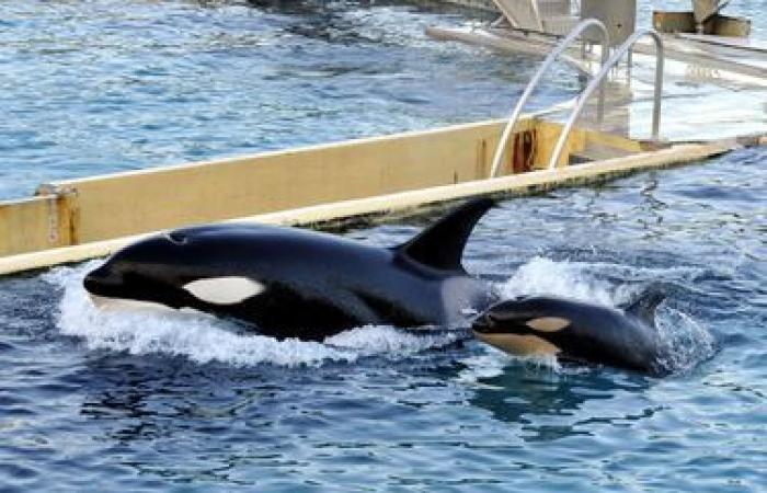 ¿Qué destino correrán las orcas Wikie y Keijo? “No podrán sobrevivir solos en la naturaleza”