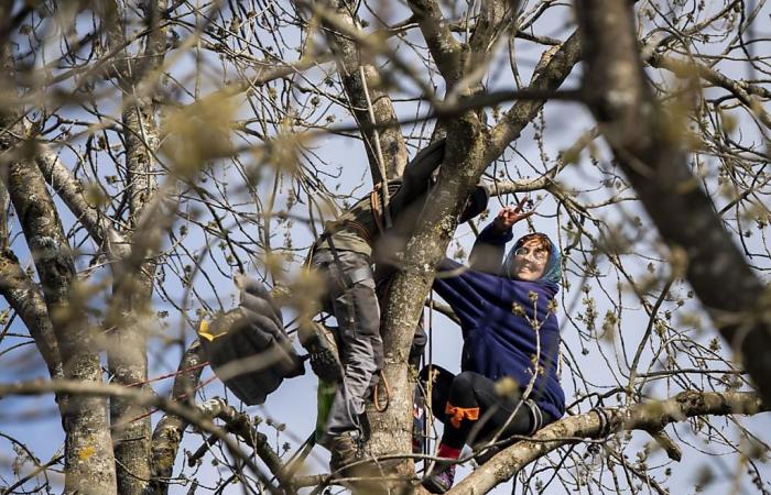 ZAD du Mormont: el activista encaramado en un árbol rechazado