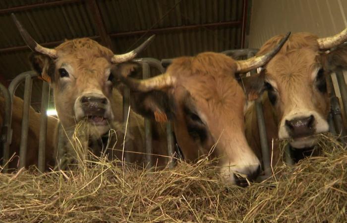 De cara al Mercosur, Lozère quiere apostar por la calidad de su agricultura