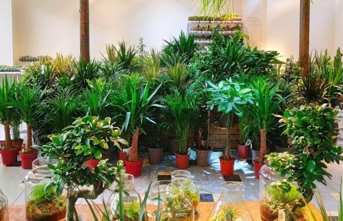 Plantas a la venta a precios reducidos desde 2 euros.