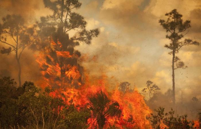 Enfermedades respiratorias, paros cardíacos… La contaminación del aire por incendios provoca 1,5 millones de muertes al año