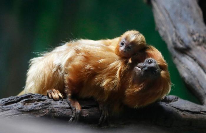 Tres monos dorados procedentes de China llegan a Francia