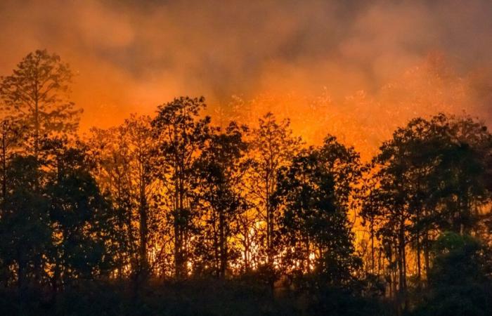 Castilla y León, balance de la campaña de incendios forestales 2024