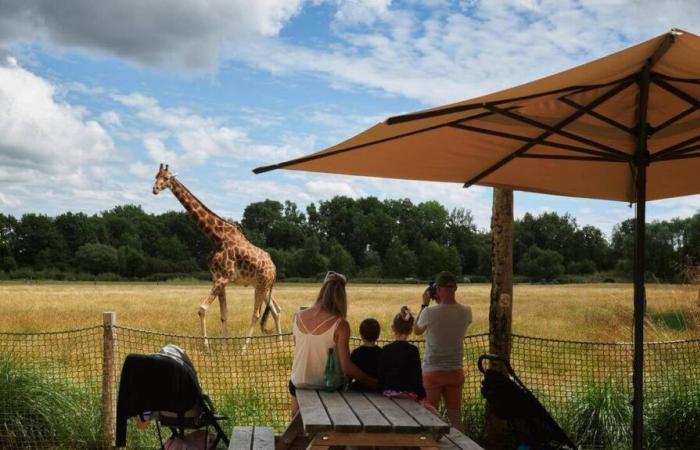 En Morbihan, se está construyendo un nuevo espacio en el parque de animales Branféré