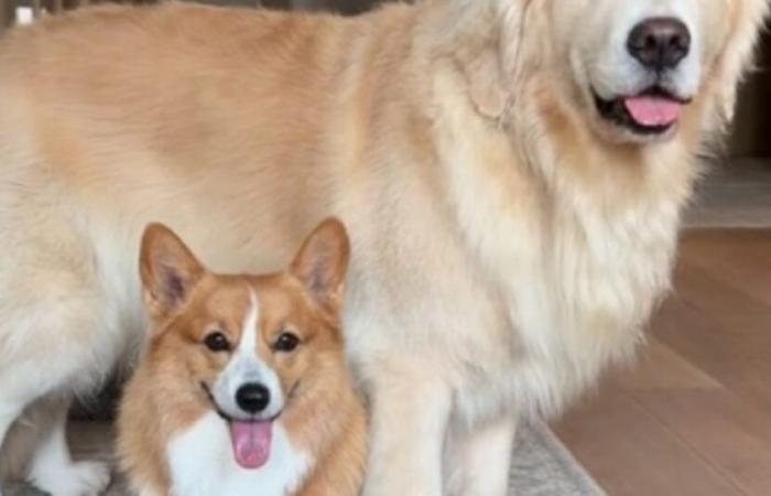 Una Corgi se toma muy en serio su papel de hermana mayor hiperprotectora de “su” Golden Retriever (vídeo)