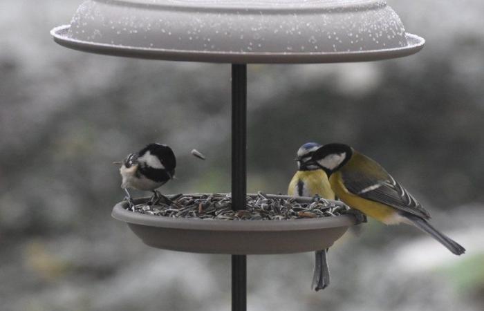 ¡Consejos para ayudar a las aves este invierno!