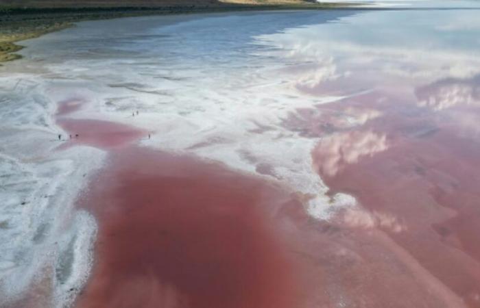 Este Día de Acción de Gracias, se insta a los estadounidenses a no poner en salmuera sus pavos en el Gran Lago Salado: Noticias