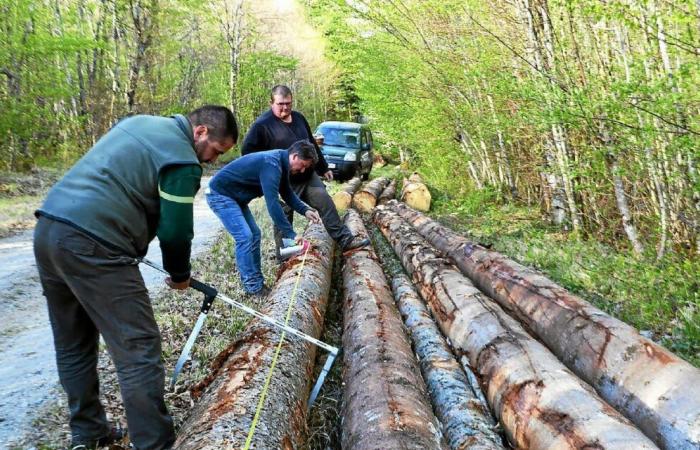 En Alto Marne, otra forma de gestión forestal, “más cercana a la naturaleza”