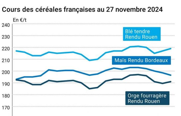 COTidienne | Cereales: los precios del trigo y el maíz en Euronext siguen bajando debido a la fuerte competencia internacional