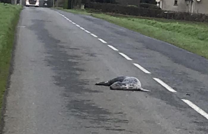 “No entendemos qué pasó”: una foca muerta encontrada a 2 km de la costa en Côtes-d’Armor