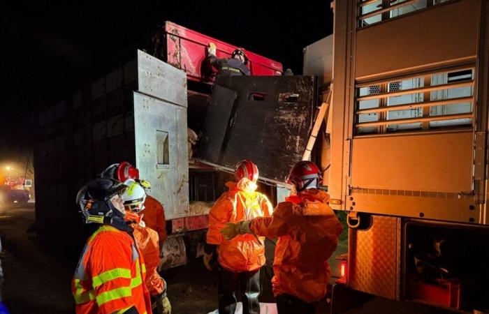 Un camión lleno de cerdos vuelca en Morbihan, impresionantes imágenes