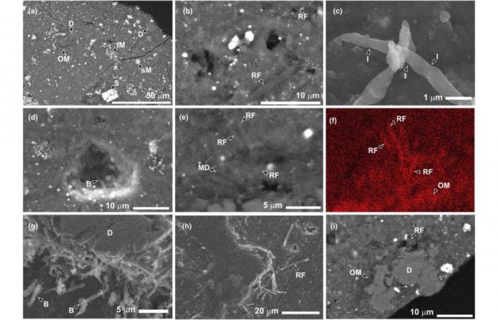 Hay vida inesperada en este pedazo de asteroide