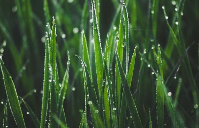 Tiempo: helada blanca, + 7°C… inversión térmica en Aveyron anoche, ¿cuánta fue en tu ciudad?