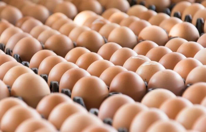 Miles de huevos retirados del mercado en Tennessee, Georgia y otros estados