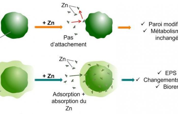 Parachlorella kessleri, una microalga que se alimenta de metales pesados